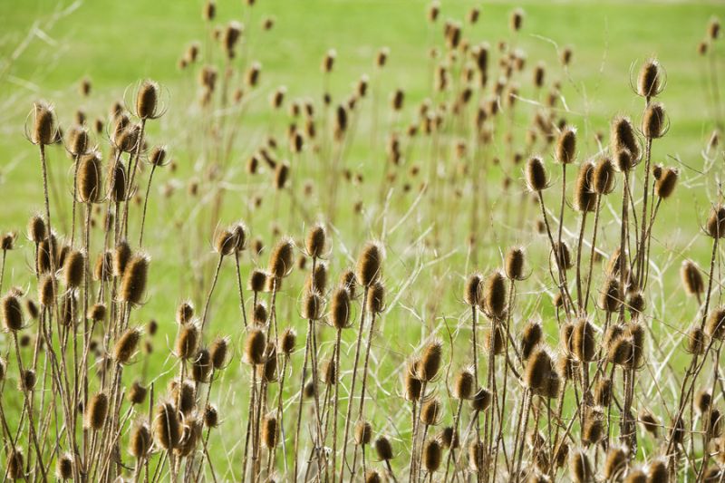 Thistle Field