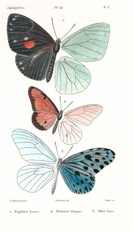 Lepidopteres 1, Emile Blanchard