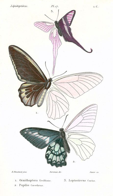 Lepidopteres 2, Emile Blanchard
