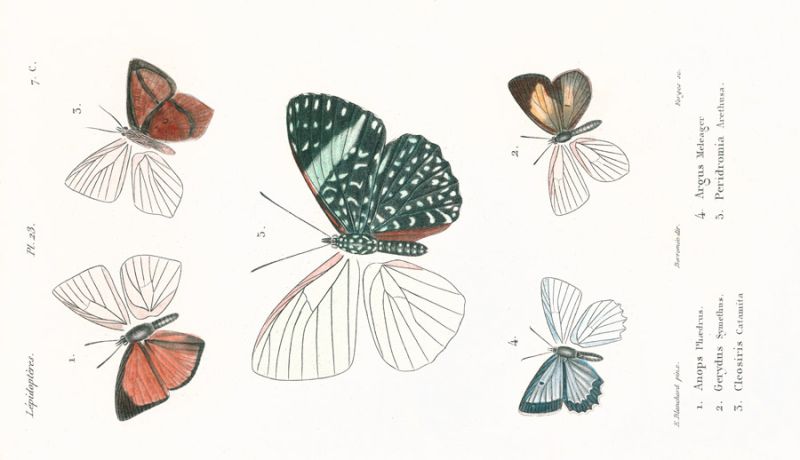 Lepidopteres 4, Emile Blanchard