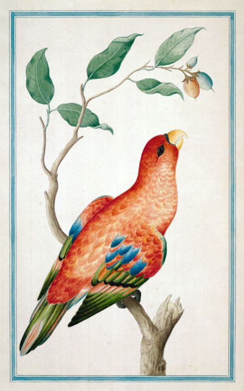 Lorys 1, Pieter de Bevere