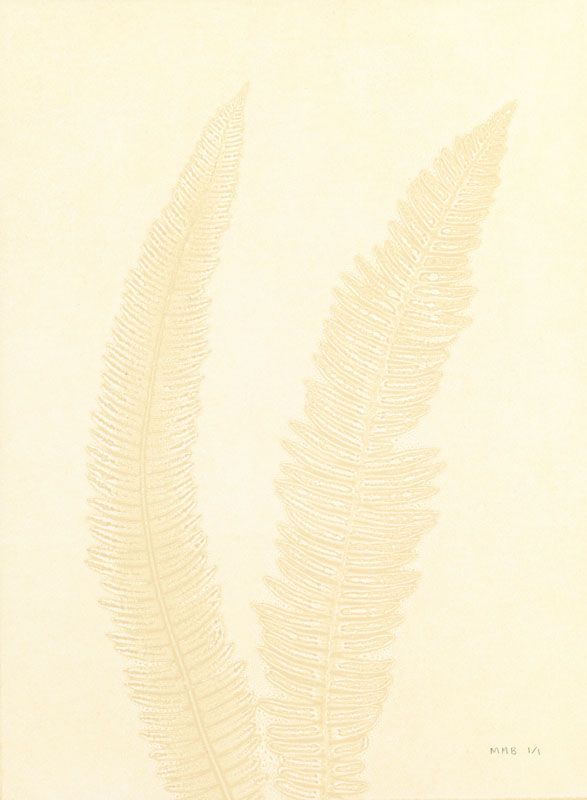 Gray Fern 7