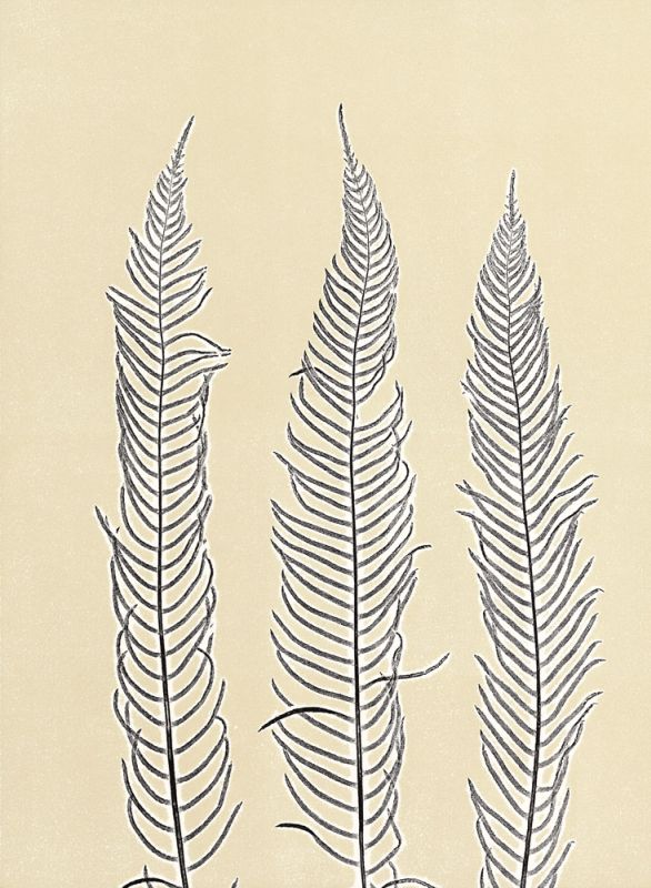 Indigo Fern 2
