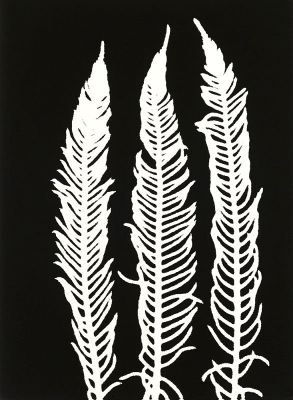 Black Fern 1