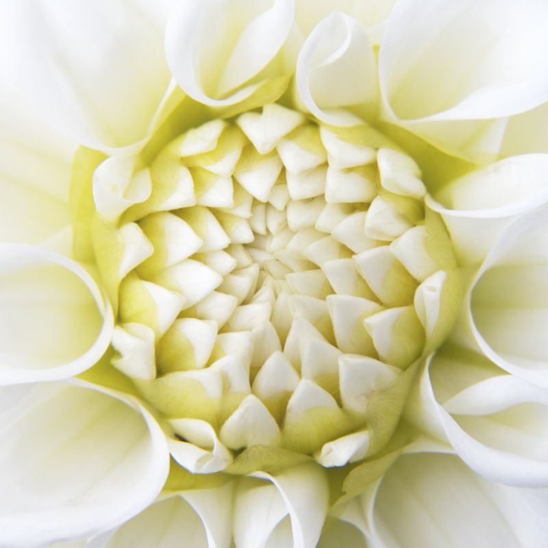 White Dahlia