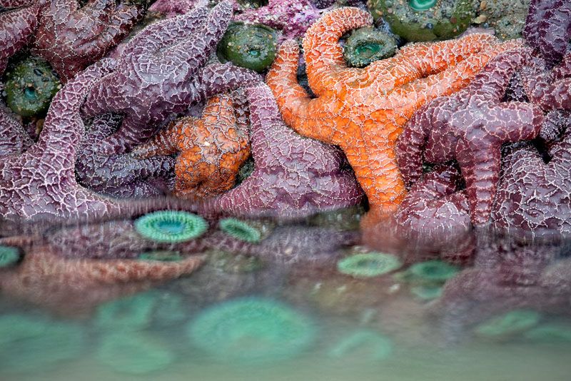 Sea Life