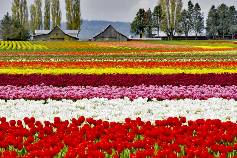 Tulips 1