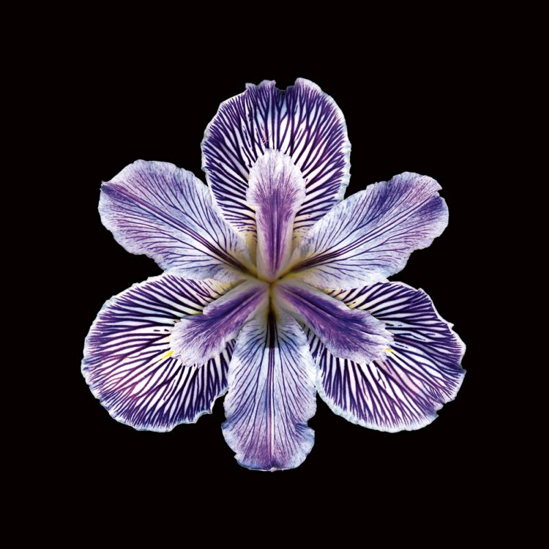 Tiger Iris