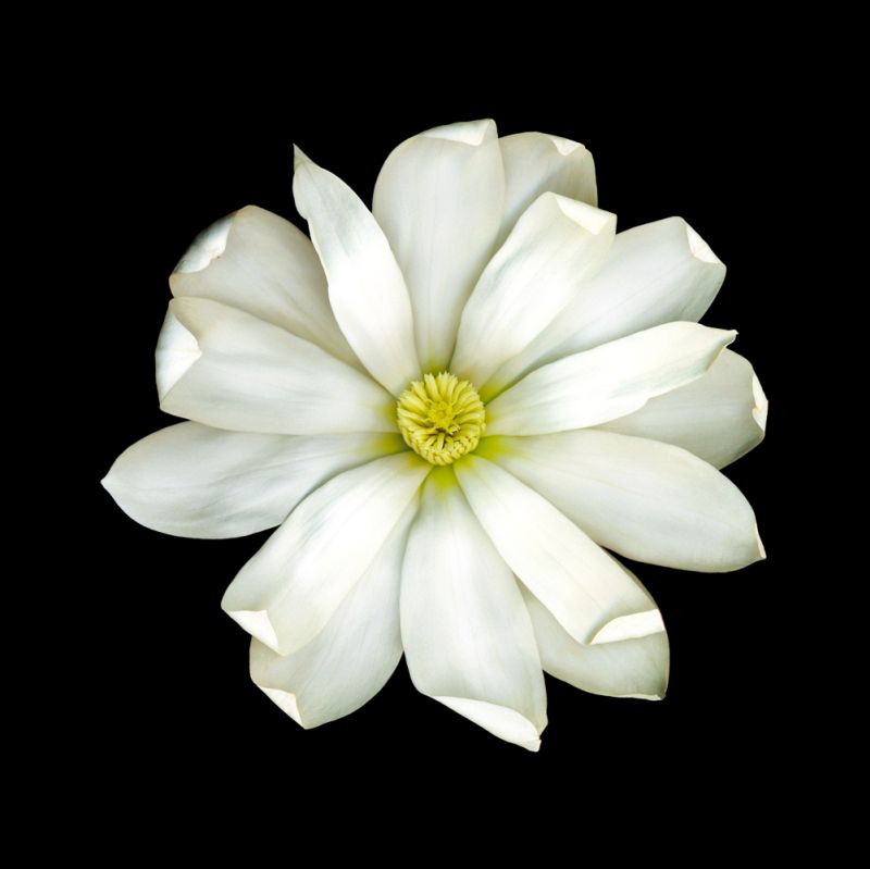 Magnolia