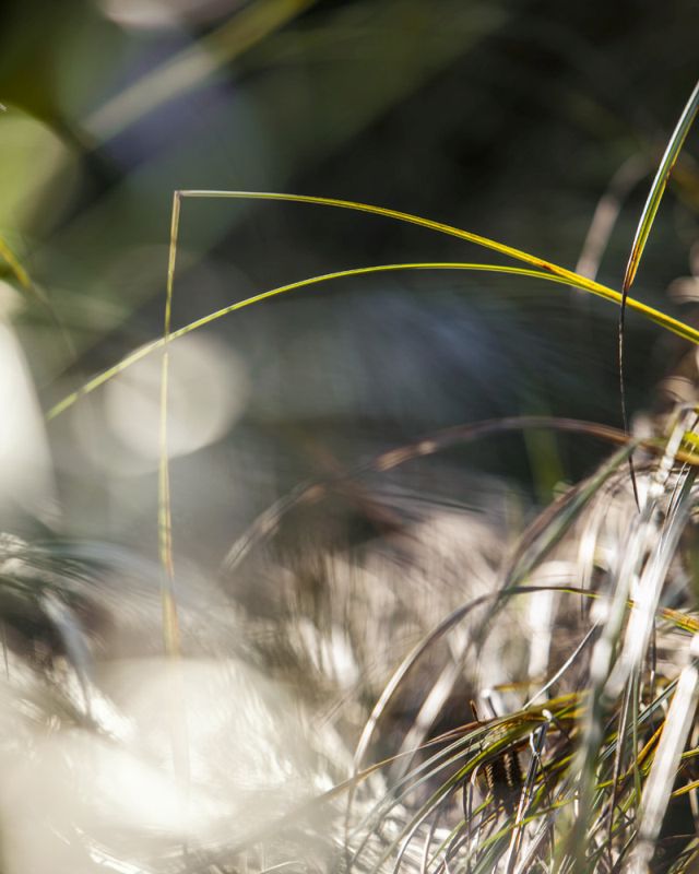 Grass Study 2