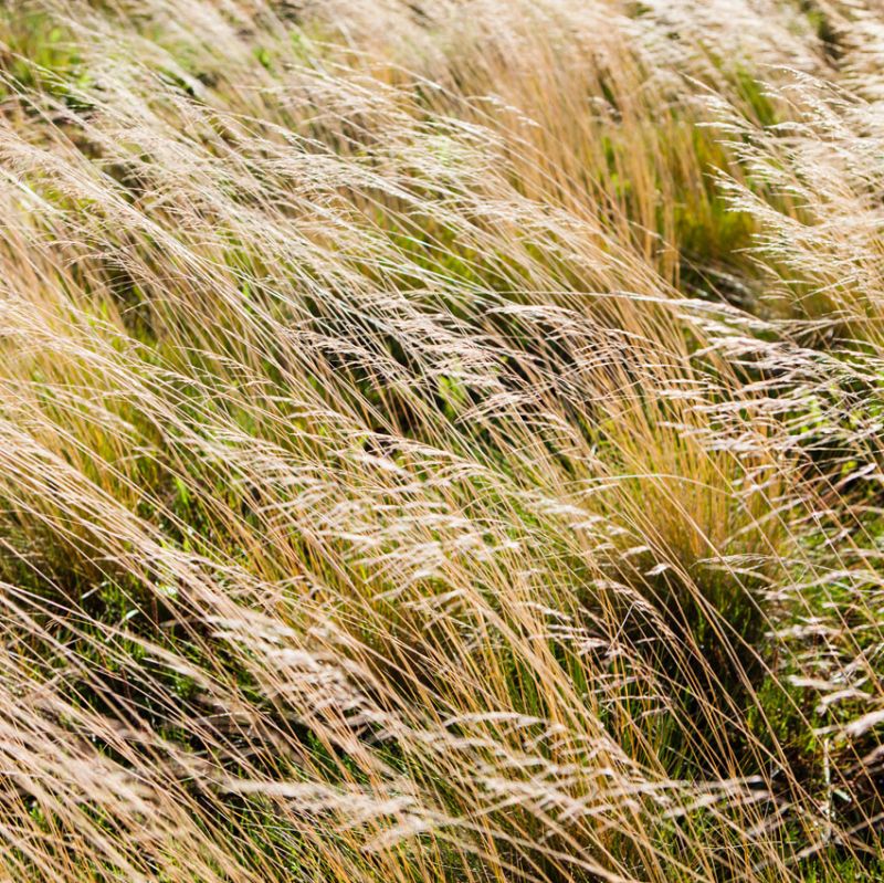 Grass Study 11