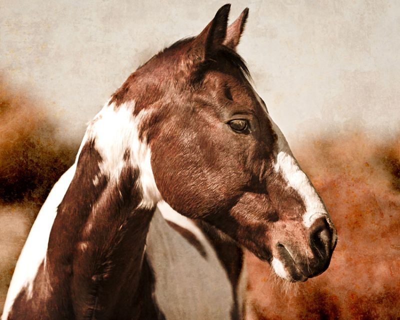 Horse 1