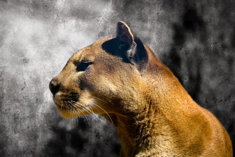 Cougar 1