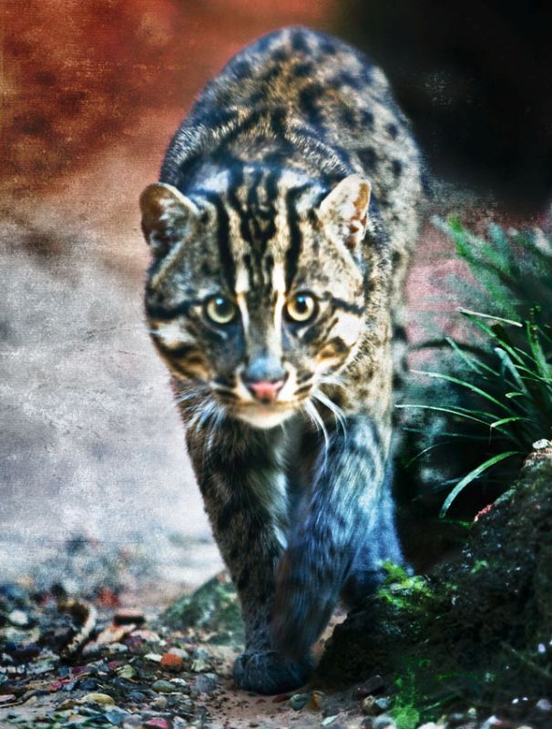Fisher Cat B