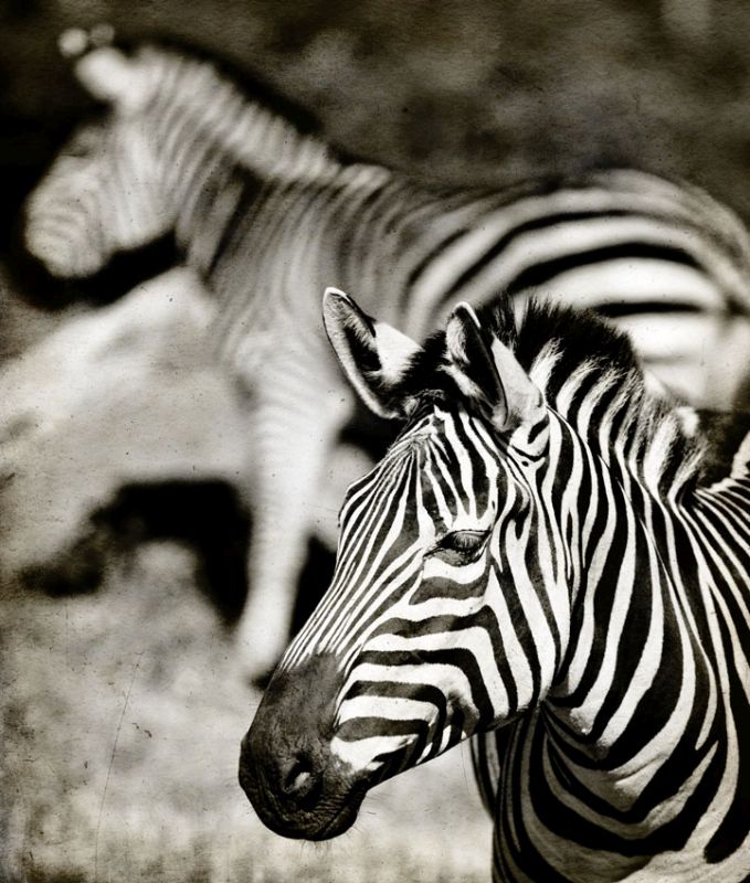 Zebra