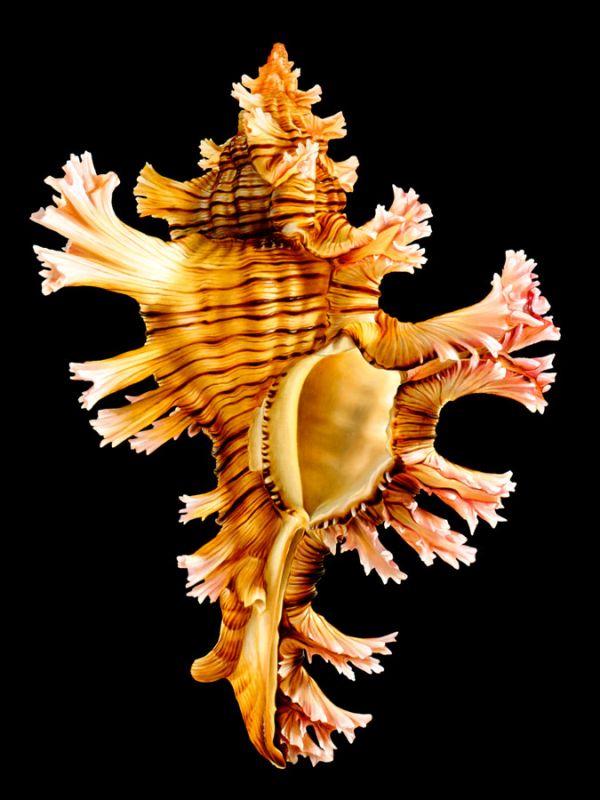 Rose Branch Murex