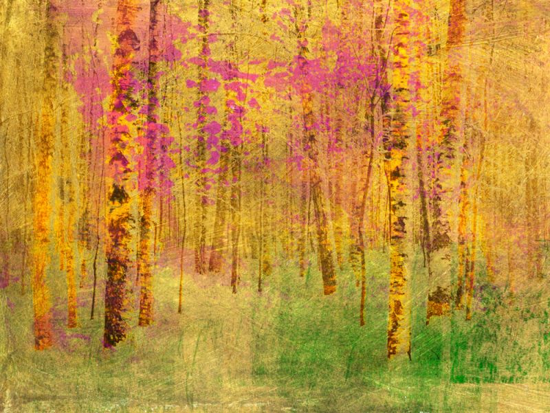 Spring Birch Trees