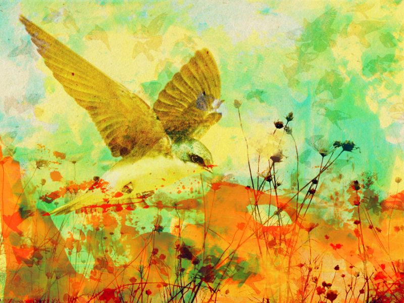 Swallow in the Meadow A