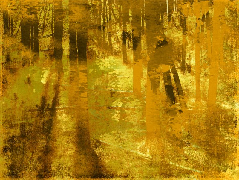 Golden Birch Meadow