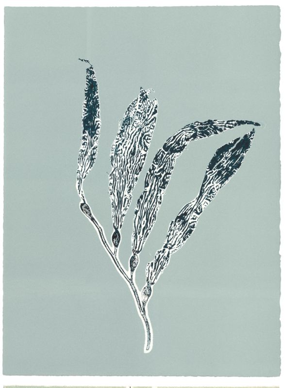Sea Kelp 5