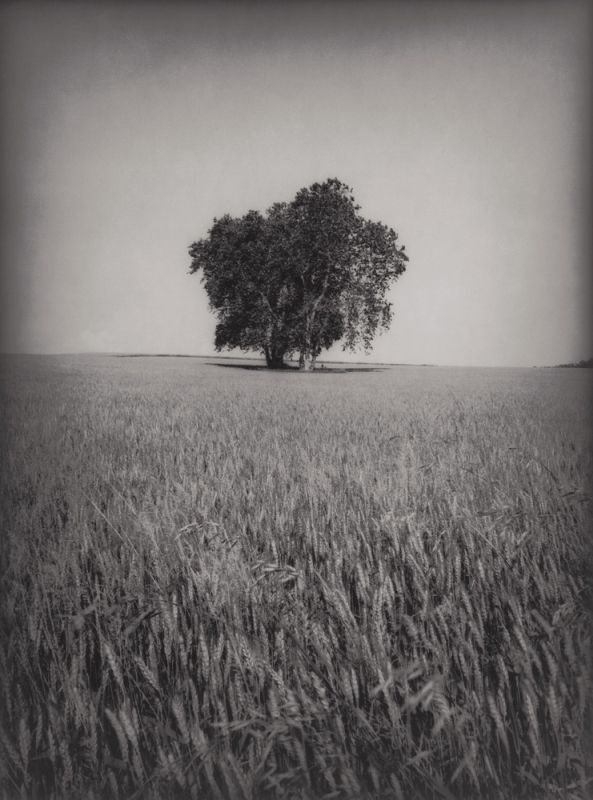 Grain Field
