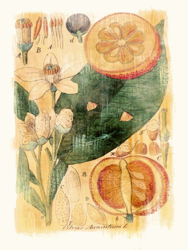 Citrus Aurantium