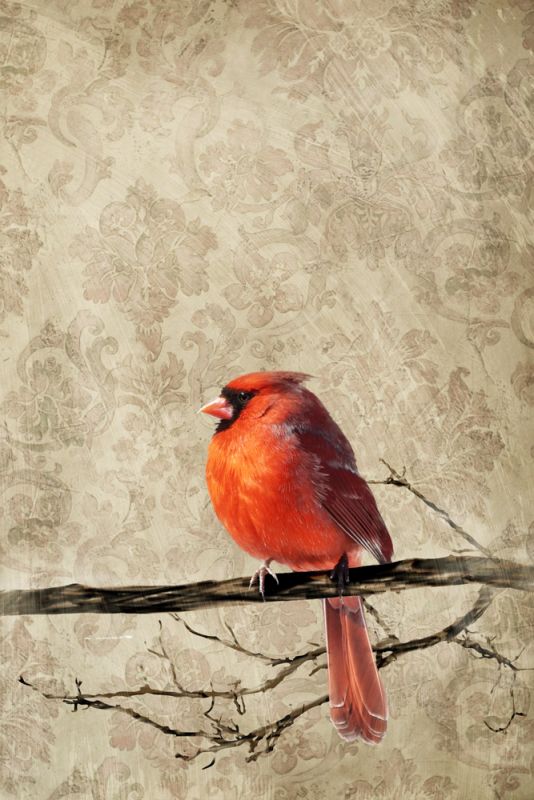 Cardinal