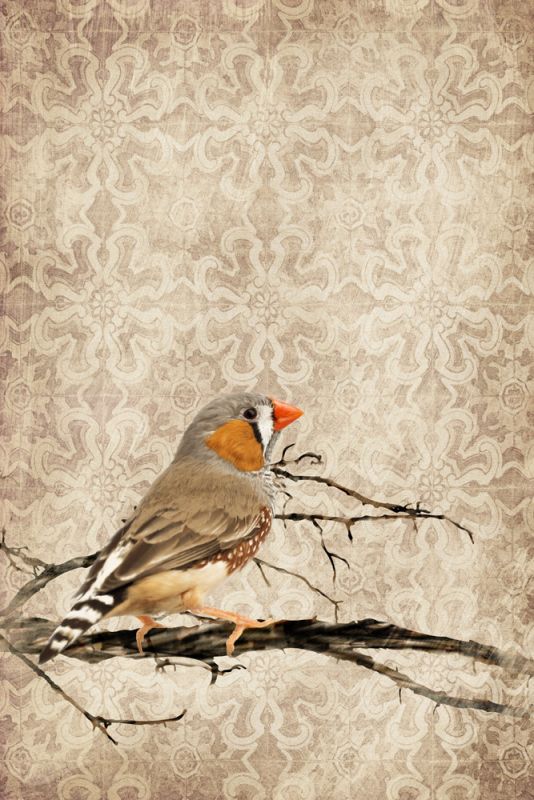 Zebra Finch