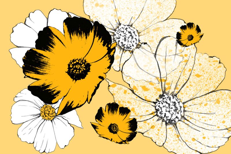 Dogwood Sunshine