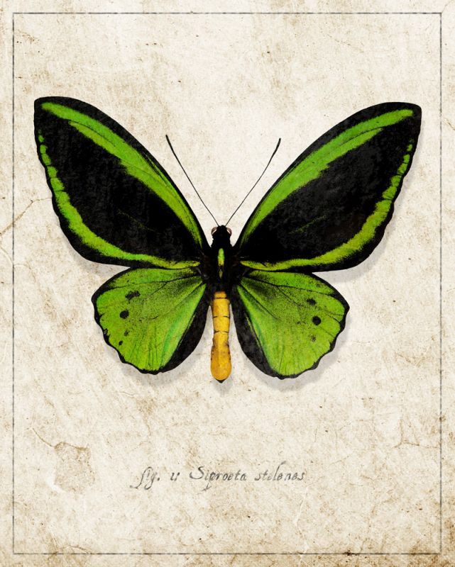 Malachite Butterfly
