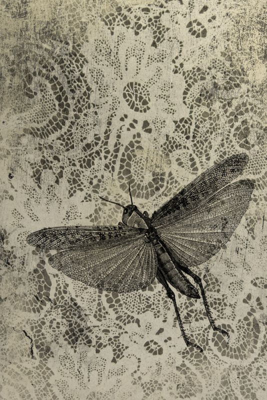 Grasshopper and Lace