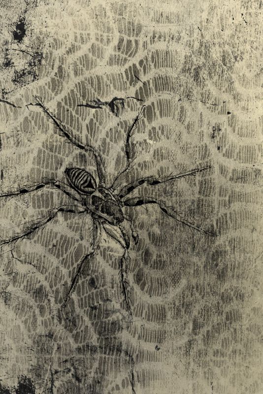 Spider and Lace