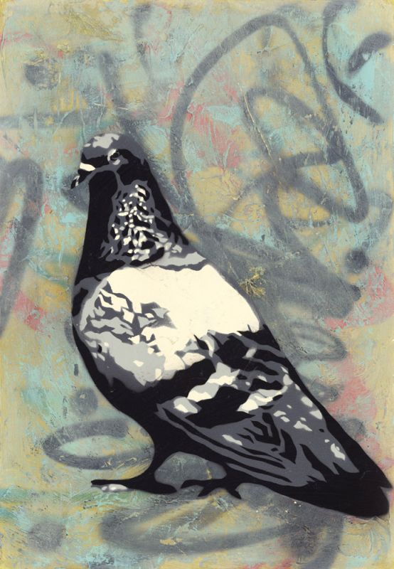 Rock Pigeon