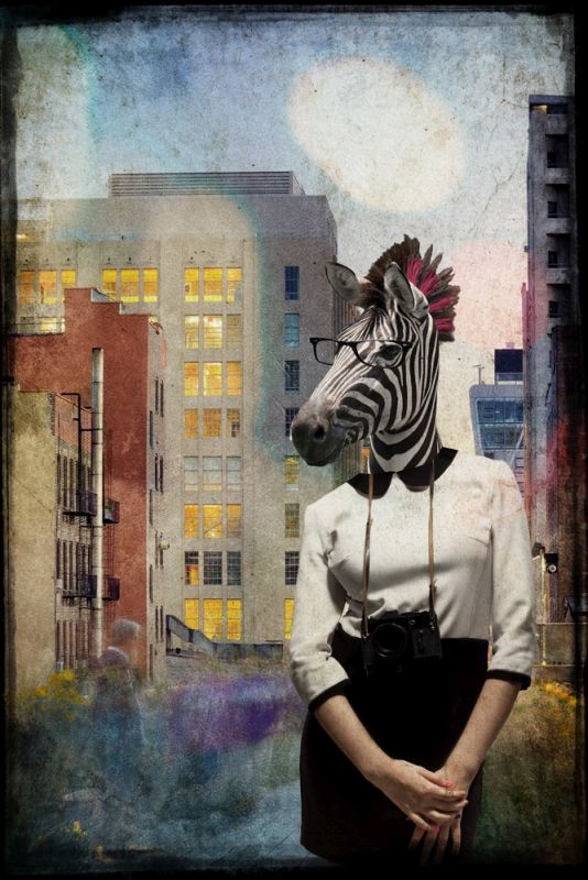 Zebra Strolling the High Line
