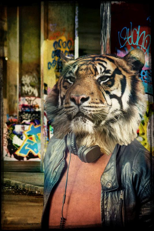 Tiger on the Prowl