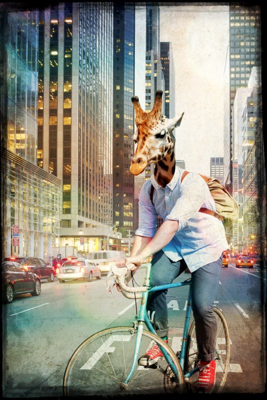 Giraffe on a Bike