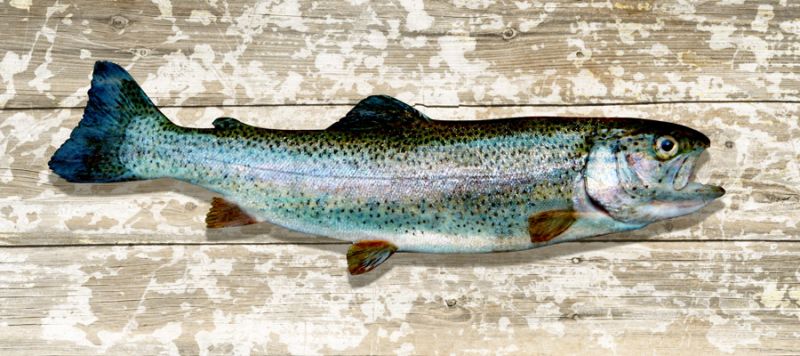 Trout