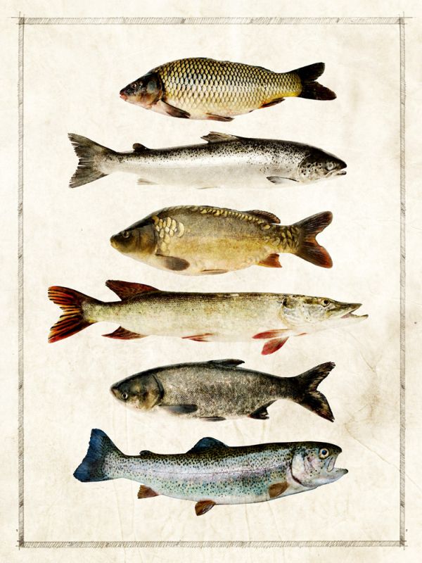 Fish Study A