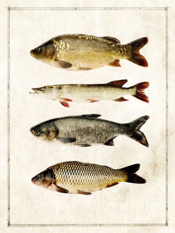 Fish Study B
