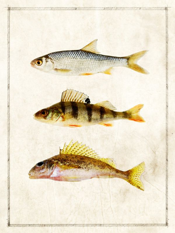 Fish Study C