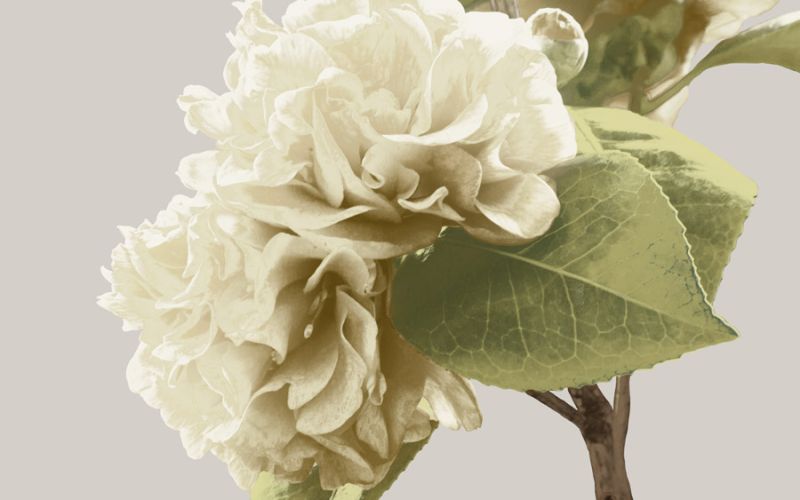 Vintage Florals G
