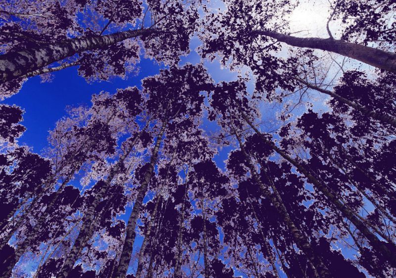 Infrared Tree 10