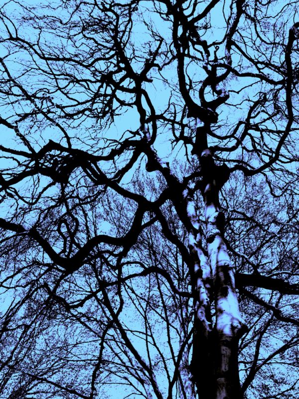 Infared Tree 12