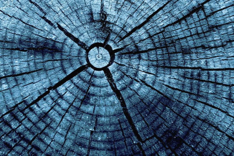 Tree Rings 2