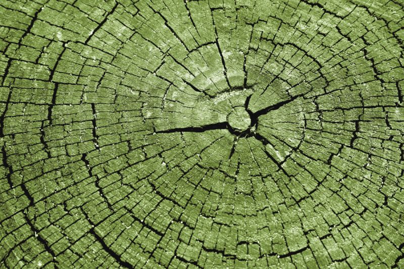 Tree Rings 4