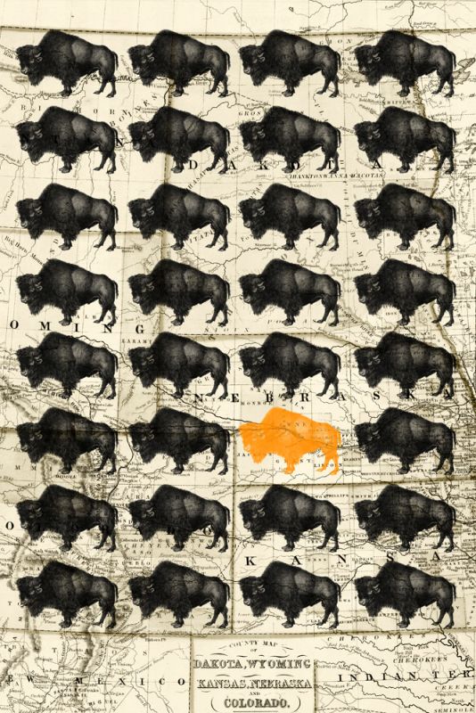 Bison