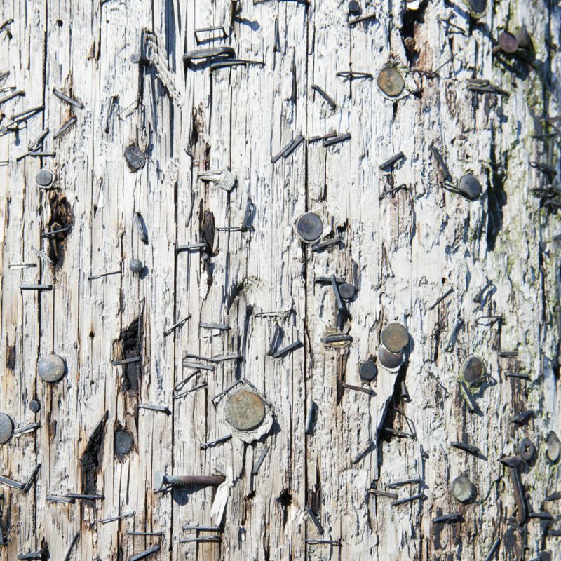 Telephone Pole