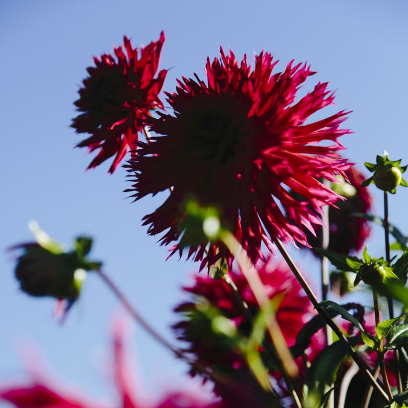 Dahlia Study 2