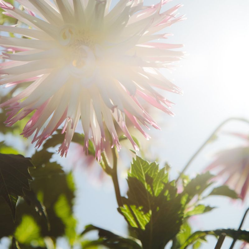 Dahlia Study 5