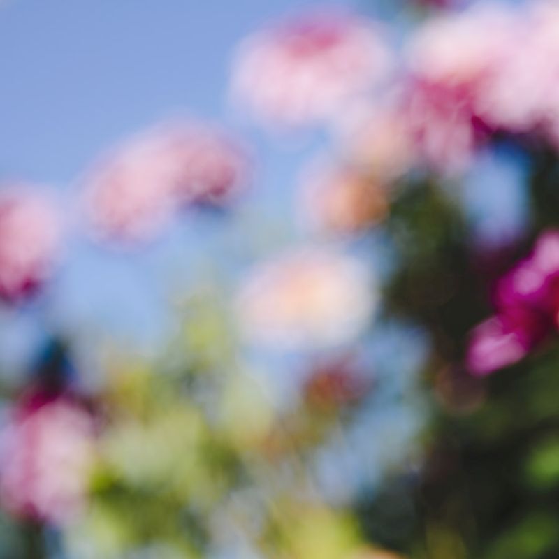 Dahlia Study 12